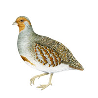 Grey Partridge