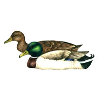 Mallard