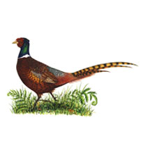 The Pheasant