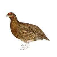 Red Grouse