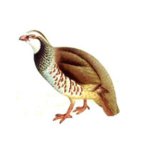 Red Legged Partridge
