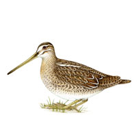 Common Snipe