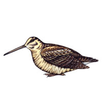 Woodcock