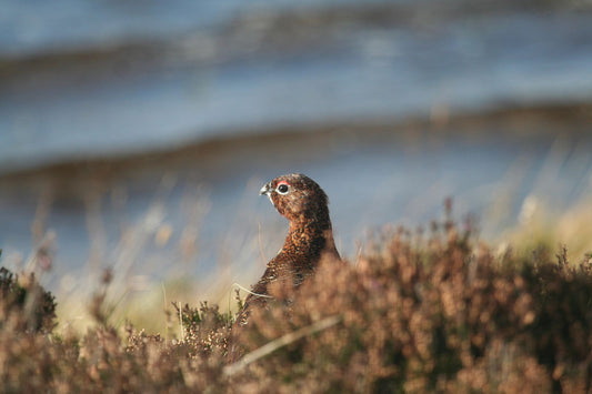 The Secret to Success on the Grouse Moor